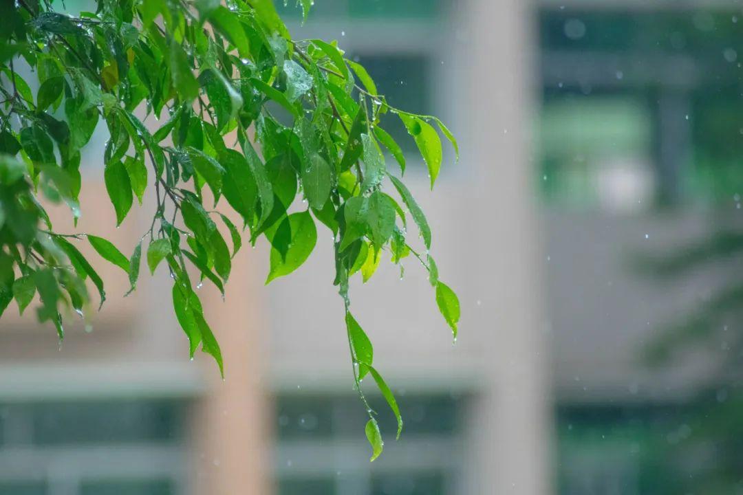 天街小雨润如酥全诗原文（古今最有名的一首早春诗）